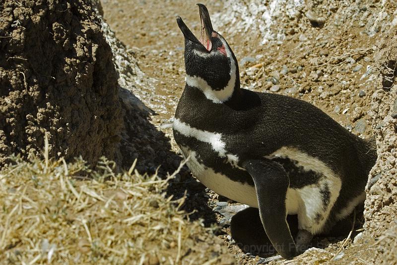 20071209 120606 D2X 4200x2800.jpg - Magellan Penguins at Peninsula Valdes, Argentina
